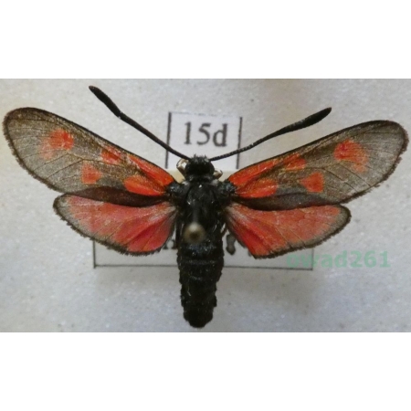 Zygaena meliloti Hübner, 1796 Czech15d